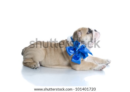 Adorable English bulldog puppy with blue ribbon isolated