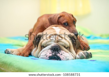 Rhodesian ridgeback puppy and english bulldog best dog friends relaxing on a bed