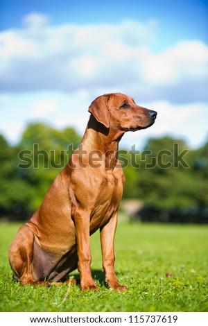 Beautiful dog rhodesian ridgeback hound puppy outdoors on a field
