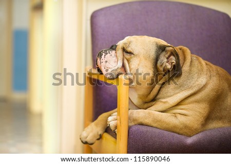 Beautiful English Bulldog dog having a rest in an armchair