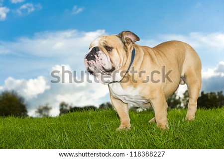 Beautiful dog english bulldog portrait in a field