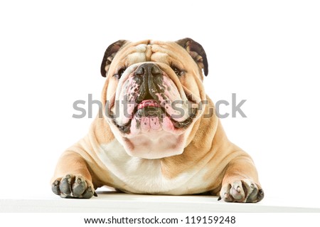 Cute english bulldog dog portrait lying down in front of white background