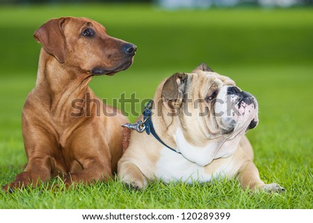 Best friends dogs english bulldog and rhodesian ridgeback