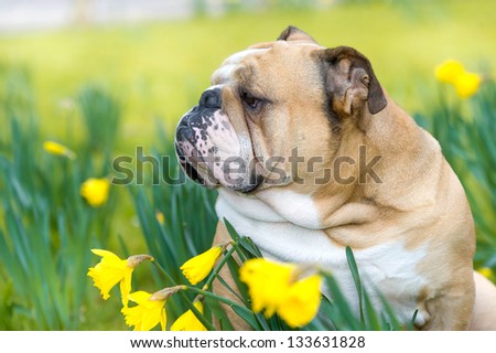 Happy cute english bulldog dog partrait in the spring field of yellow daffodils