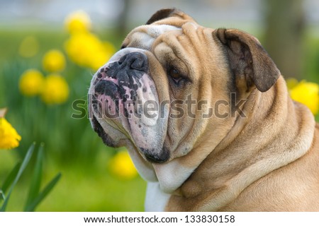 Happy cute english bulldog dog portrait in the spring field of yellow daffodils