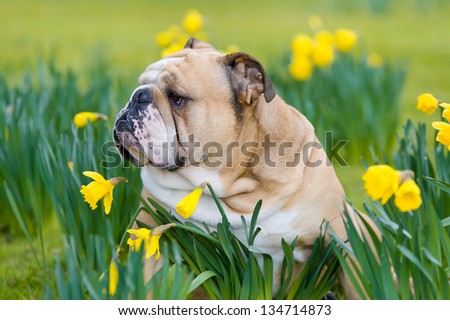 Happy cute english bulldog dog portrait in the spring field of yellow daffodils