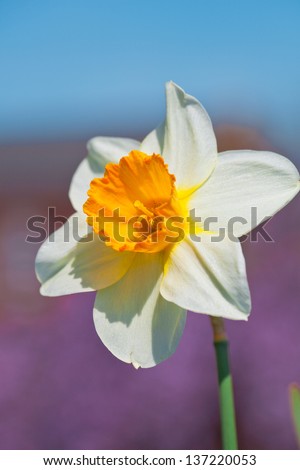 Beautiful sprig flower daffodil on a blurred background of flowers