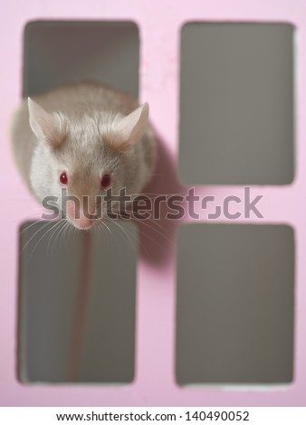 Cute mouse rat rodent looking out of a toy house window