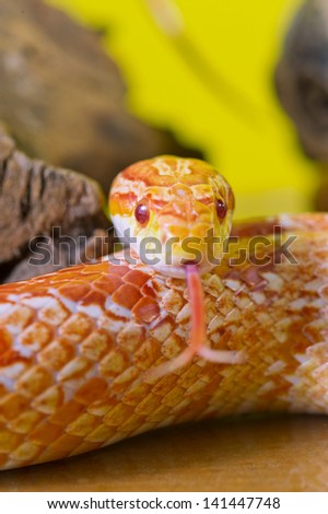 Beautiful red albino corn snake reptile on yellow green blurred background isolated