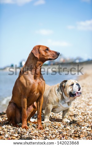 Two dogs friends staying on the beach shore