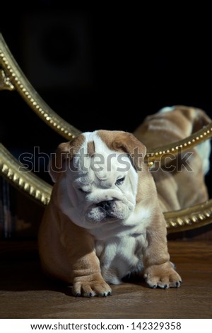 Cute english bulldog puppy in beuatiful interior room