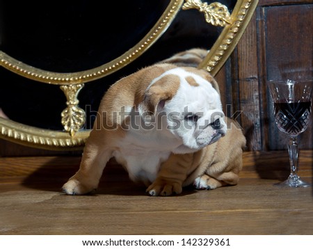 Cute english bulldog puppy in beuatiful interior room