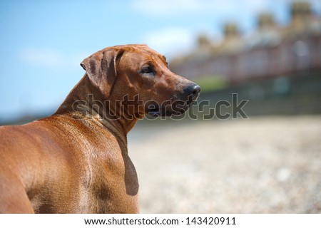 Portrait of a beautiful dog rhodesian ridgeback