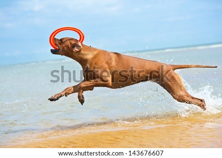 Happy dog rhodesian ridgeback running with frisbee at the beach see