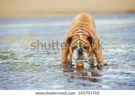 English bulldog dog funny standing in a water guarding his toy ball