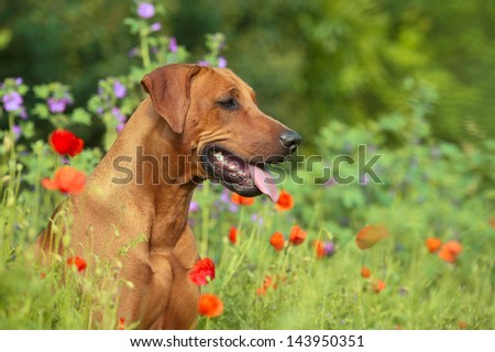 Cute beautiful rhodesian ridgeback dog puppy in a field of flowers