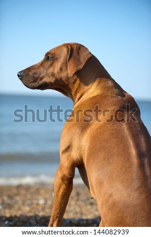 Beautiful dog resting on the beach shore