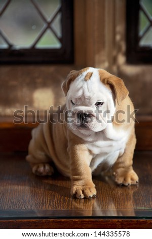 Cute english bulldog puppy in in a luxury room indoors laying by a window