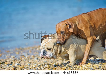 Two dogs friends playing at the see beach coast
