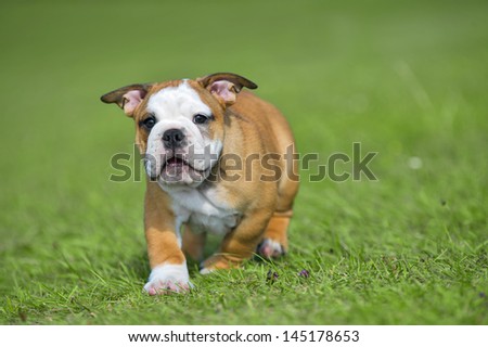 Happy english bulldog puppy playing on fresh summer grass running towards camera