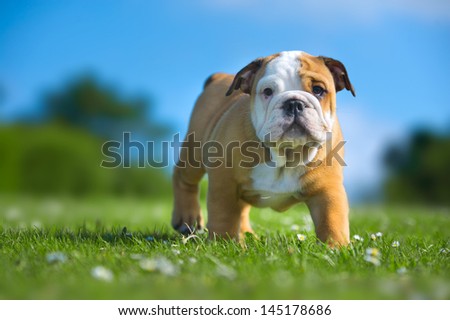 Cute happy english bulldog puppy playing on fresh summer grass