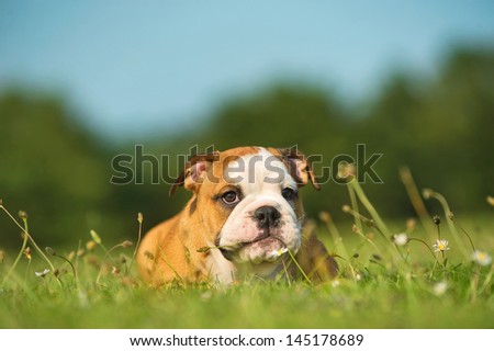 Cute happy english bulldog puppy playing on fresh summer grass