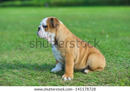 Cute happy english bulldog puppy sitting on fresh summer grass side view