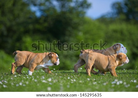 Cute happy english bulldog dog puppies playing outdoors on a fresh grass and flowers
