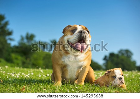 Happy cute english bulldog puppy with its mother dog outdoors