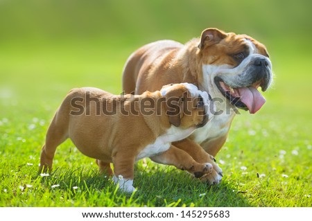 Cute happy english bulldog puppy following its mother