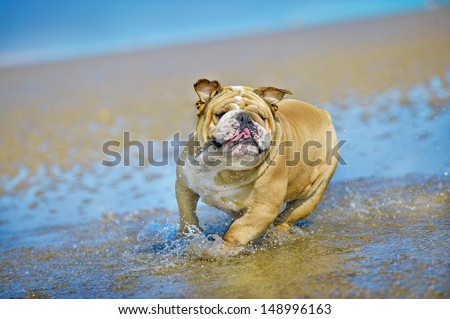 Active athletic dog english bulldog running at the sea