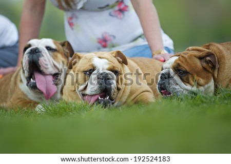 English Bulldogs dogs puppies laying on the grass outdoors