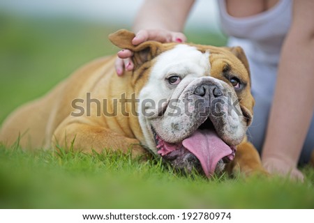English Bulldog dog puppy laying on the grass outdoors