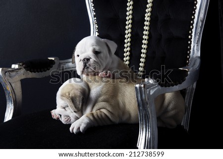 Royal english bulldog dog puppies on a chair