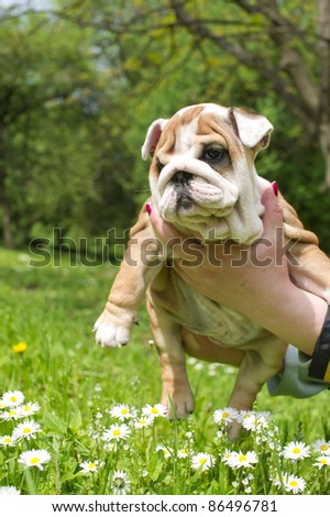 Cute happy bulldog puppy playing on fresh summer grass