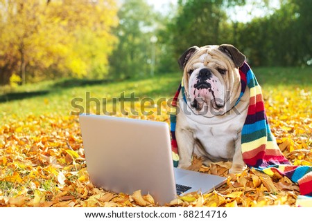Bulldog with a computer in autumn leaves
