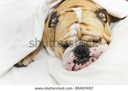 Cute bulldog sleeping on a bed