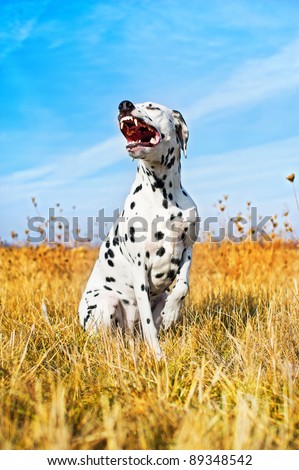 Cute french bulldog puppy playing