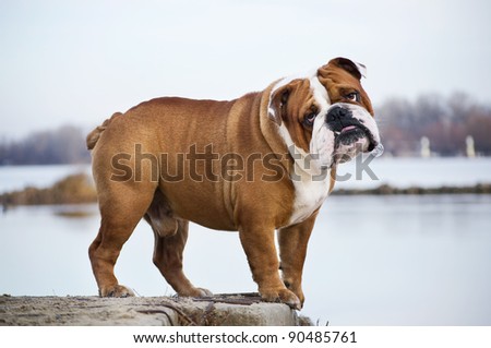 standing bulldog