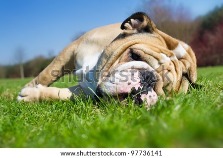 Happy english bulldog laying in a grass