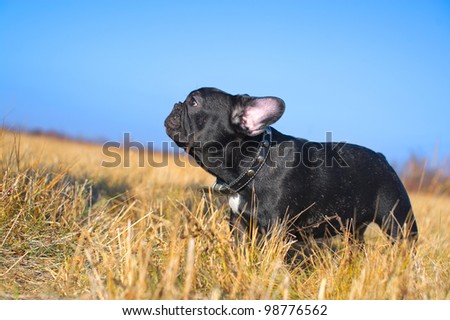 Beautiful french bulldog puppy