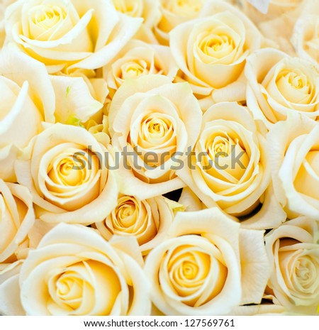 background of pastel roses