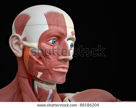 anatomy, head isolated on black
