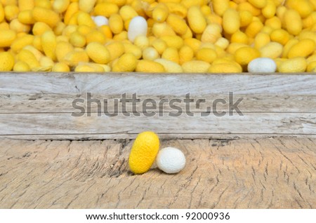 silkworm cocoon, yellow and white silk worm