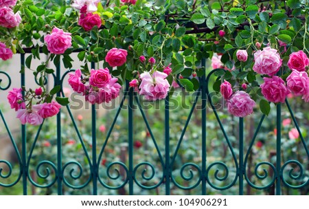 pink climbing rose with dew on blue forged fence in summer garden
