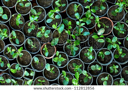 many young potted sprouts in greenery, top view