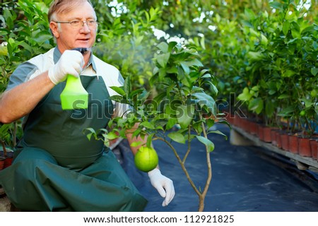 senior man, gardener cares for grapefruit plants in greenhouse