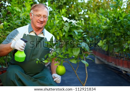 happy senior man, gardener cares for grapefruit plants in greenhouse