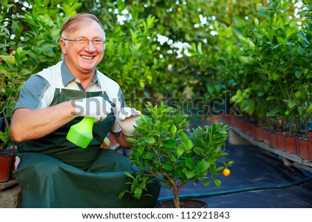 happy senior man, gardener cares for citrus plants in greenhouse