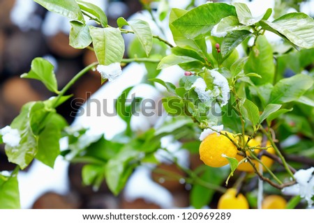 abnormal weather for tropical lemon tree